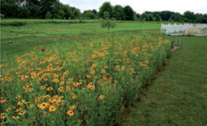 native meadow