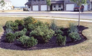 rain garden