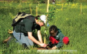 tree planting